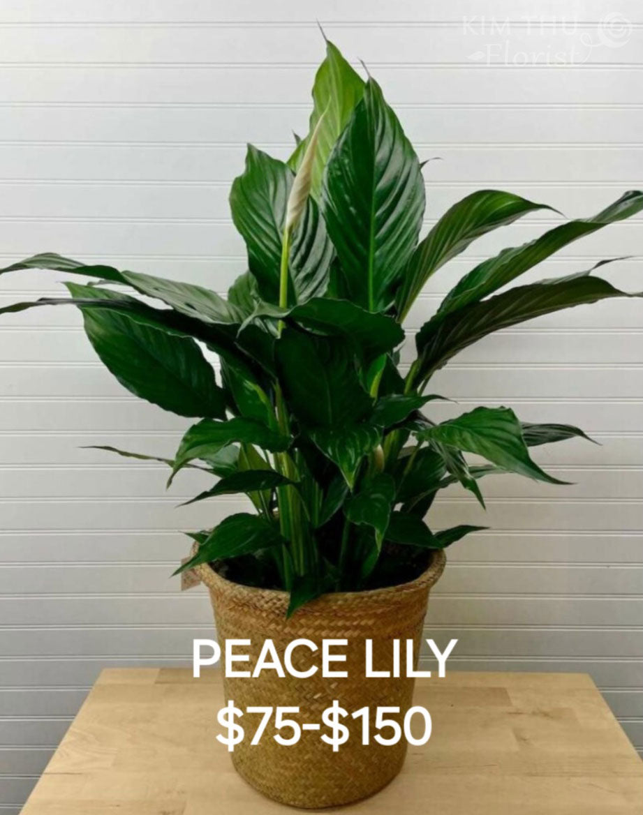 peace lily in basket Funeral Basket PEACE-LILY